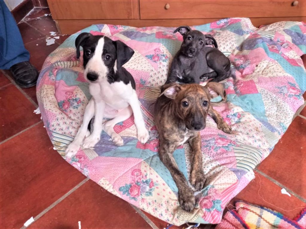 een-pup-adopteren-dutch-galgo-lovers