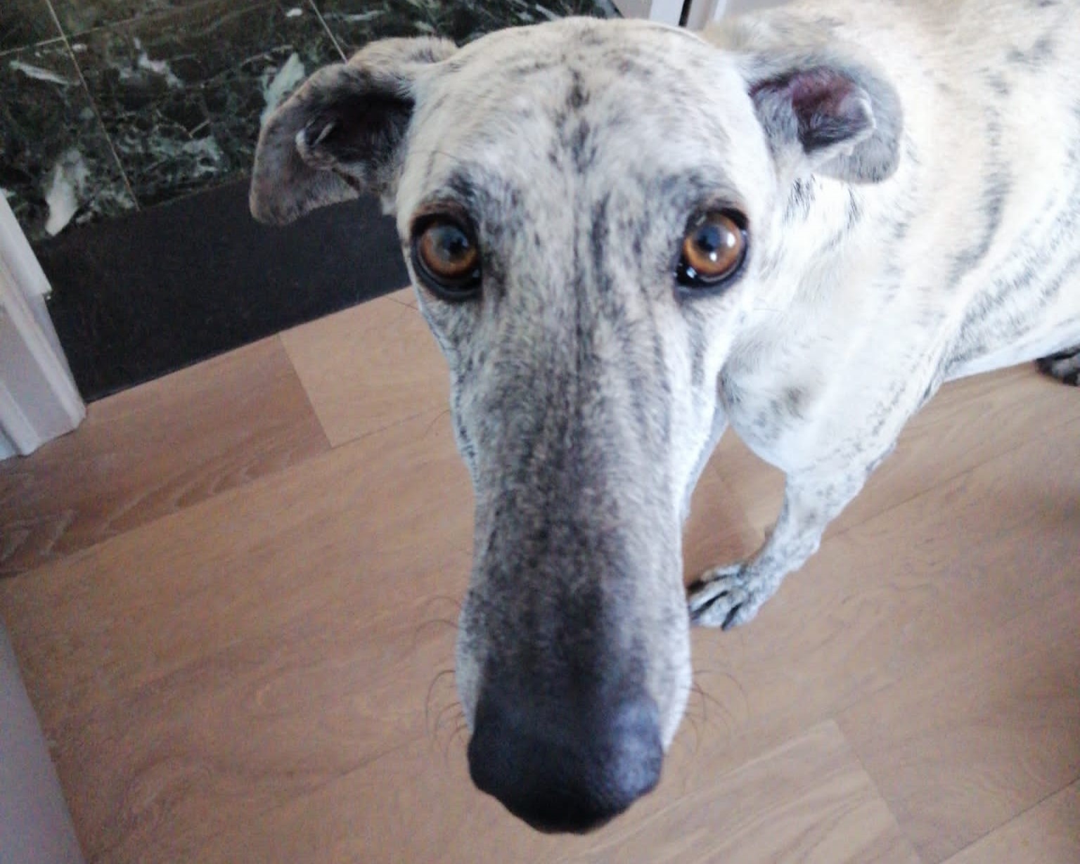 Paco is geadopteerd - Dutch Galgo Lovers